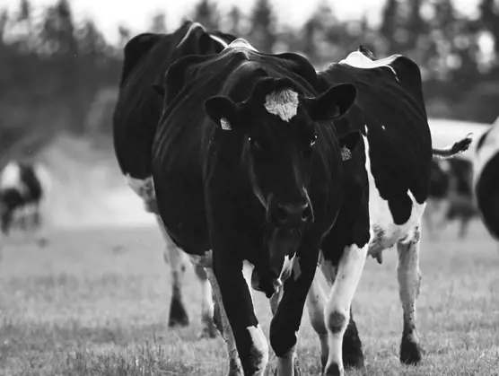 Eläinten hyvinvointi