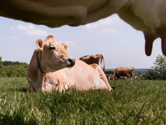 Ευημερία των ζώων