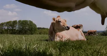 Le bien-être animal est la pierre angulaire de notre entreprise