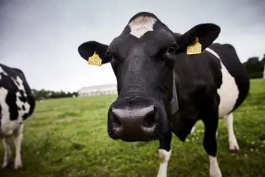 Prendre soin de nos vaches