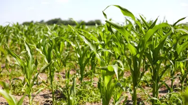 Arla Foods’ Responsible Sourcing Policy for Palm