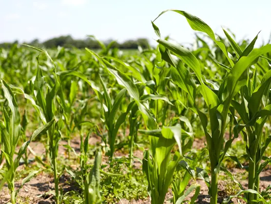 Vastuullisuus Arlalla