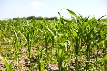 Υποστήριξη της βιώσιμης ανάπτυξης​