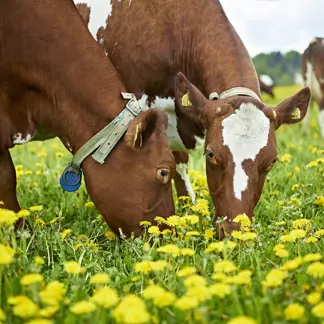 Les engagements Arla pour une planète plus forte