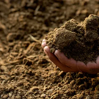 Le lisier, carburant pour une économie circulaire