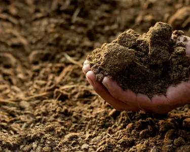 Le lisier, carburant pour une économie circulaire